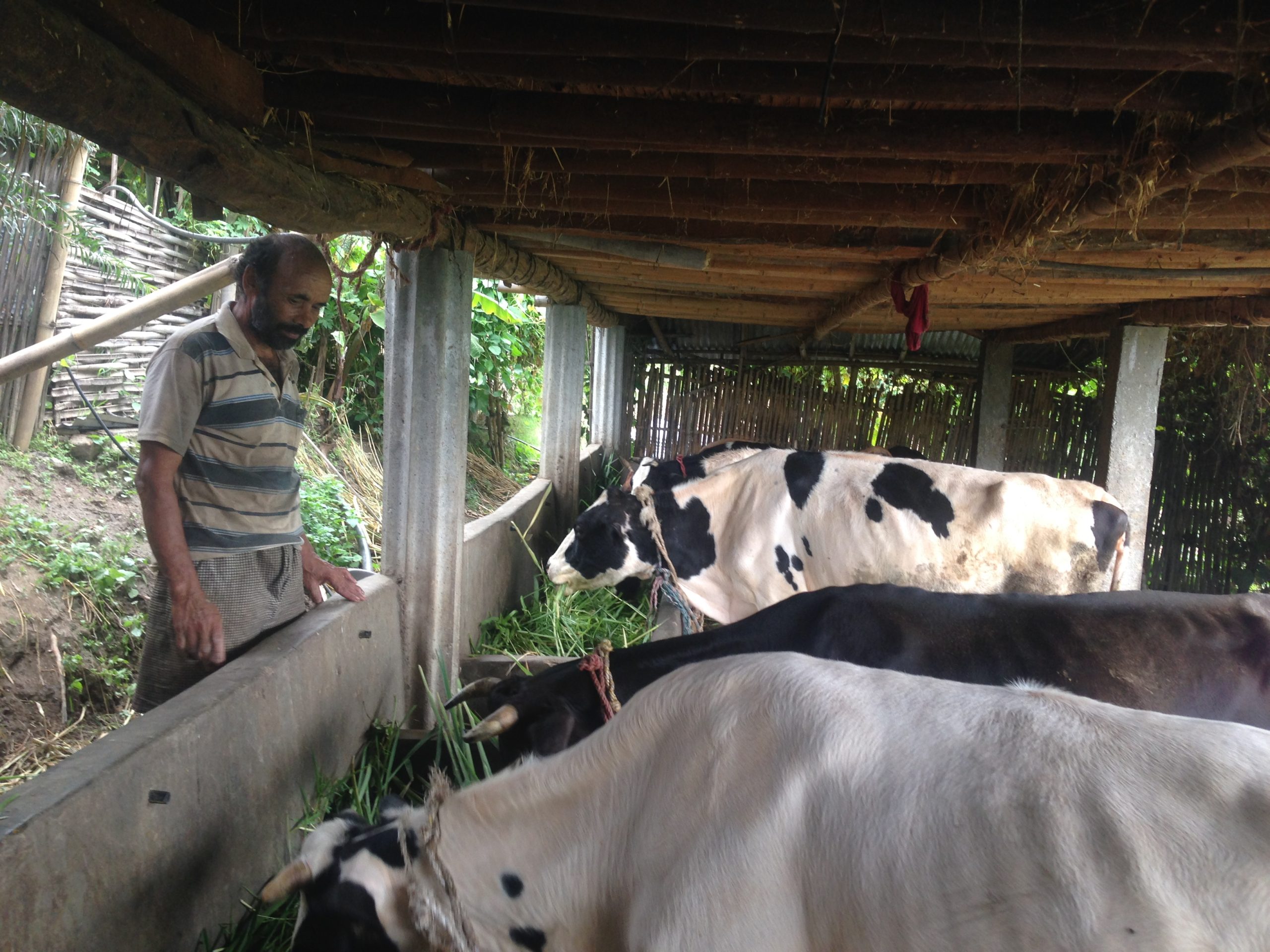 Financial linkage for dairy productin