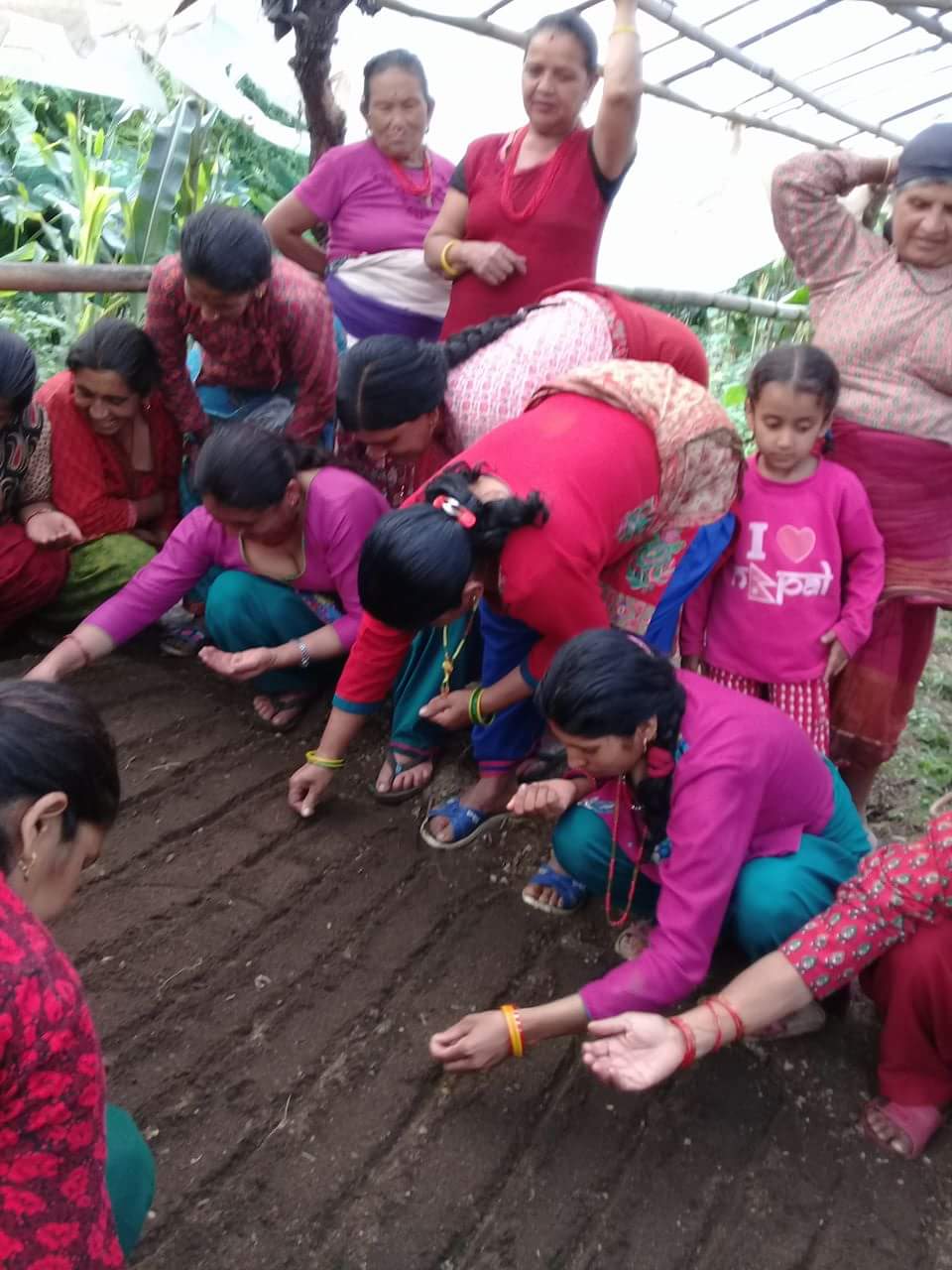 Vegetable farming 3
