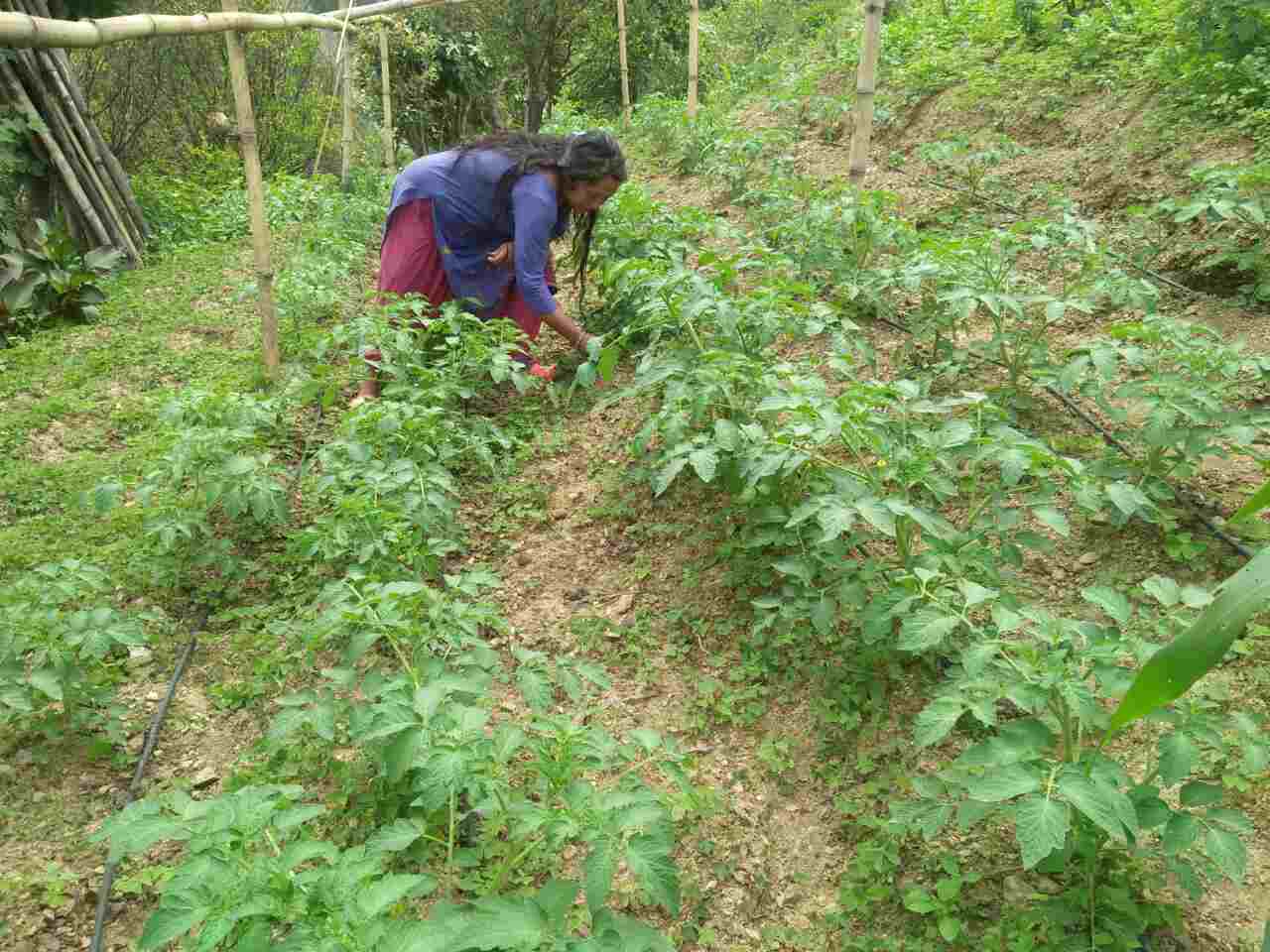 Vegetable farming 5